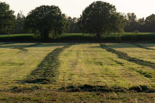 Grassland after being cut to harvest animal feed, the grass lying in windrows after tedding