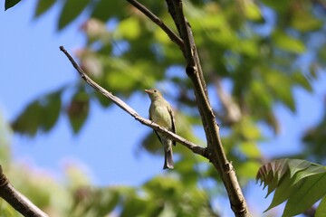 Mountain elaenia, Elaenia frantzii