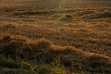 Fototapeta premium A grain field after harvest, showing grain straw stubble in golden evening summer light
