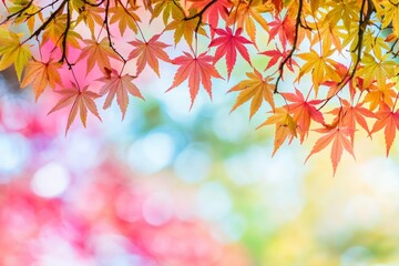 Fototapeta premium The autumn foliage of a tree in Japan provides a beautiful autumn landscape.