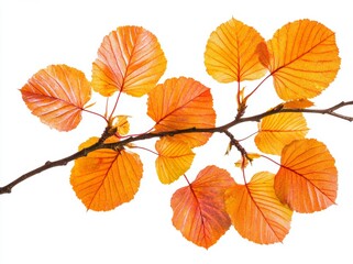 Fototapeta premium A tree twig with colorful autumn leaves isolated on a white or transparent background