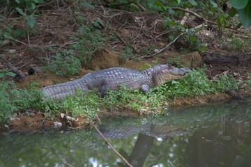 Caiman Costa Rica