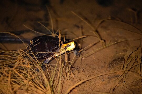 White-lipped mud turtle, Kinosternon leucostomum, in a pond