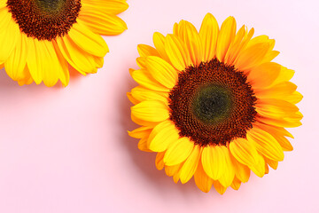 Beautiful sunflowers on pink background