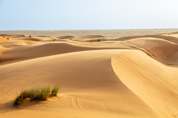 Fototapeta premium Big orange desert sand dunes in the middle of Wahiba desert, Oman