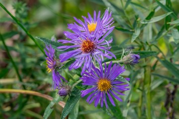 Purple Asters in Bloom on an Autumn Afternoon, York County Pennsylvania USA