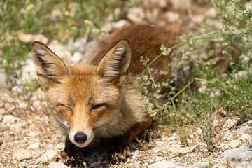 close-up of a wild Iberian Red Fox (Zorro, Vulpes Vulpes Silacea)