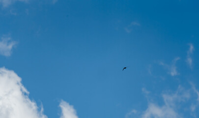 a barn swallow (Hirundo rustica) in flight under a clear light blue spring sky