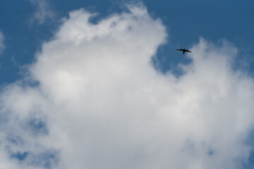 a barn swallow (Hirundo rustica) in flight under a clear light blue spring sky