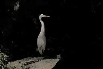Great egret (Ardea alba)  or great white egret resting on a large rock near a stream.