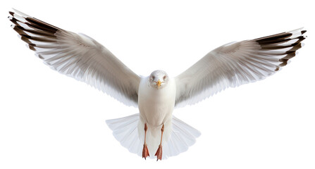 Obraz premium PNG A flying white seagull on the white background