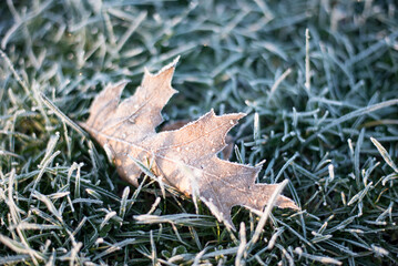 frost on leaf