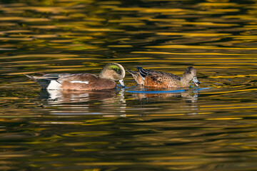 A pair of Wigeon ducks, a male and a female, eating plant matter or dabbling in a golden striped lake during the Fall or Autumn season.