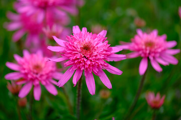 Pink flowers background 