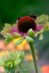 Red and green od  echinacea flowers 