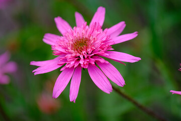 Pink flowers background 