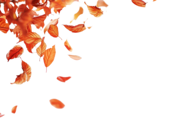 PNG Floating autumn leaves on the white background