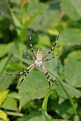 le dimensioni e i colori appariscenti rendono inconfondibile questo ragno (Argiope bruennichi)