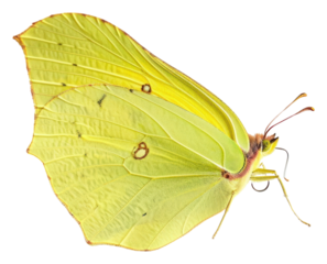 PNG A butterfly insect on the white background