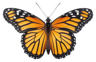 Obraz premium PNG Viceroy butterfly insect on the white background