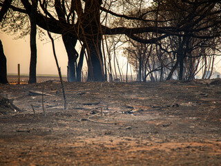 tree on fire on the side of the road