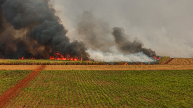 Sugar cane Fire plantation smoke