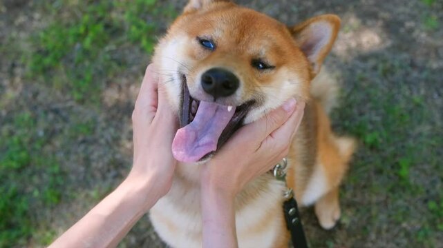 female hands scratches overbred shiba inu puppy. cute brown dog opens its mouth and tries to bite the hand. person scratching neck doggy 