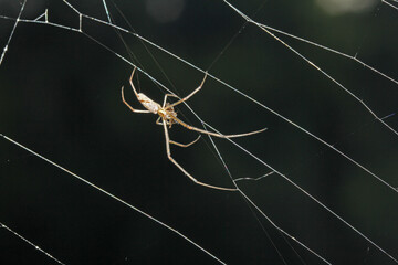 un ragno (Tetragnatha sp.) consuma la sua preda