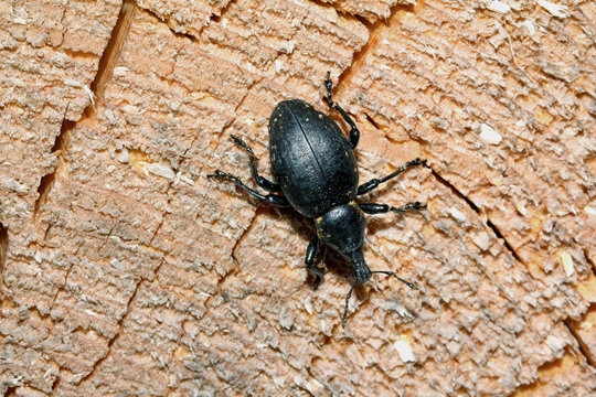 curculionide nero Liparus glabrirostris))