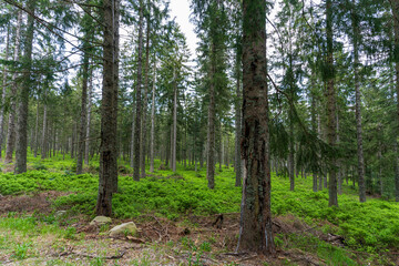 Paysage de - Mummelsee dans la Forêt-Noire près de Seebach