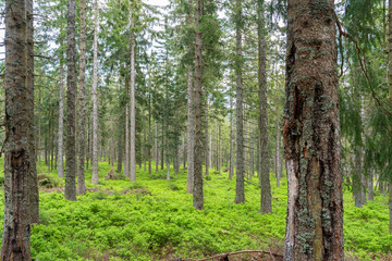 Obraz premium Paysage de - Mummelsee dans la Forêt-Noire près de Seebach