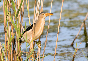 blue heron in the marsh