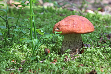 grazioso fungo (Leccinum sp.) nel muschio del sottobosco