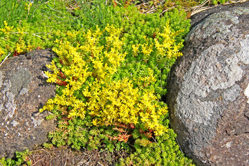 fiori gialli (Sedum sexangulare) e porfido