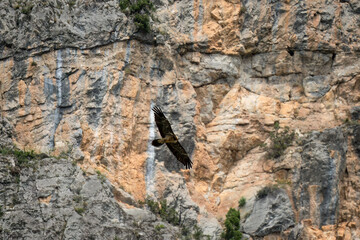 a lammergeier bearded vulture (ossifrage, gypaetus barbatus) in flight with rock mountain backdrop