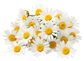 Fototapeta premium PNG Close-up chamomile flowers on the white background