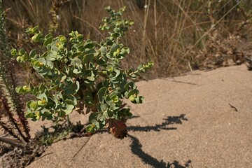 Several stalks of Sea Spurge plant, latin name Euphorbia Paralias, growing on sandy beach next to...