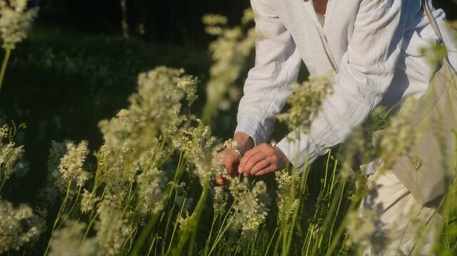 Phytotherapy, naturopathy, herbal alternative medicine. Female herbalist gathering healing herbs meadowsweet on meadow outdoors. Young woman botanist in glasses picking medicinal plants in nature