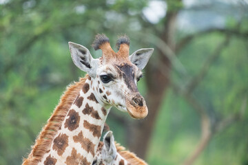 Fototapeta premium Portrait of a giraffe