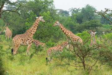 giraffe in the savannah