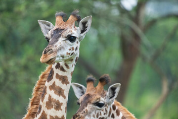 Portrait of a giraffe