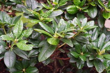 Close up of deep green color rododendron bushes on a summer day. Dark red twigs. Small buds. After the rain concept. Tallinn, Estonia. July 2024
