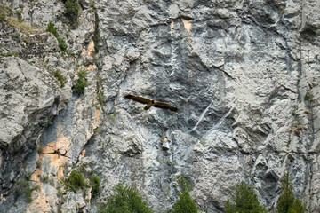 a large lammergeier bearded vulture (ossifrage, gypaetus barbatus) in flight with rock mountain backdrop