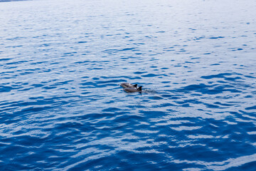 Fototapeta premium Dolphins in the water by the coast of Corfu, Greece