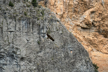 a large lammergeier bearded vulture (ossifrage, gypaetus barbatus) in flight with rock mountain backdrop