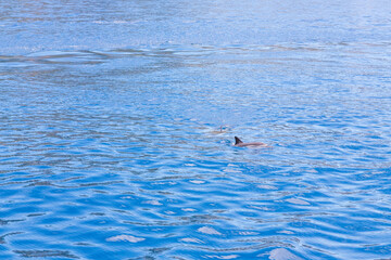 Naklejka premium Dolphins in the water by the coast of Corfu, Greece