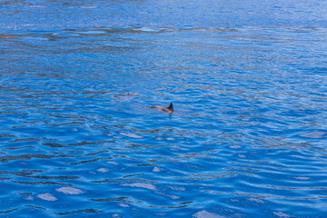 Fototapeta premium Dolphins in the water by the coast of Corfu, Greece