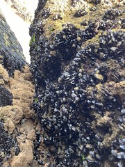 Mussle rock Essaouira Morocco