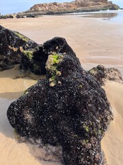 Rock full of mussels in Essaouira