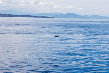 Dolphins in the water by the coast of Corfu, Greece